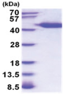 SDS PAGE (Ren1-7315M).jpg